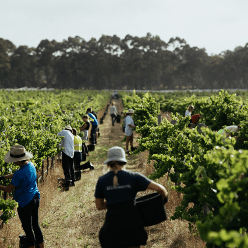 MARGARET RIVER 2025