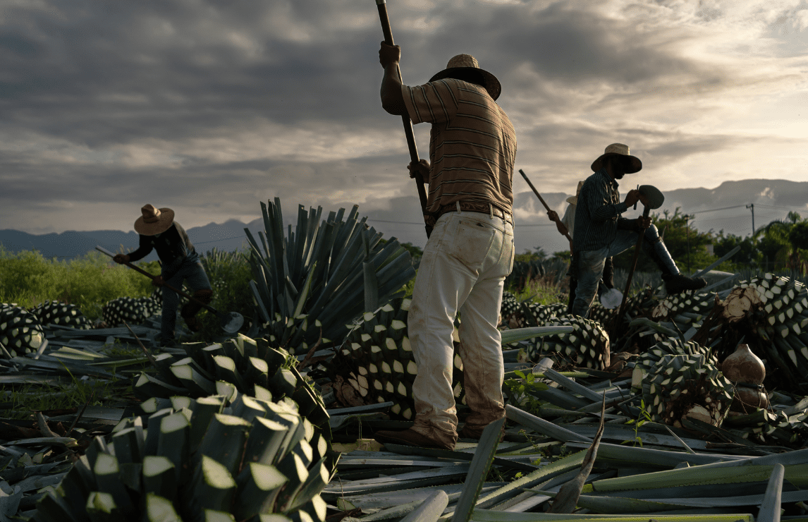 Mezcal's Many Faces