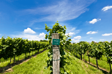 Beyond Grüner: The Bright Future Of The Austrian Red Wines