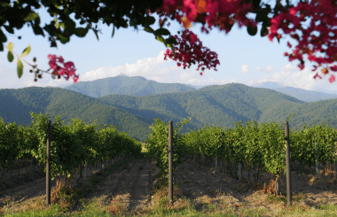 Tracing the Wine Road: Georgia’s 8,000-Year Winemaking Legacy