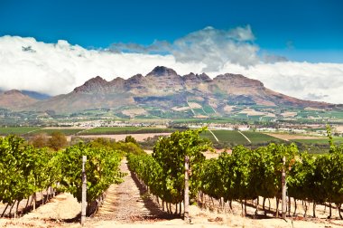 Wine trade rallies around South Africa in new campaign