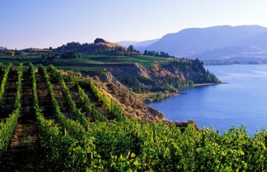 Top 10 Canadian white wines