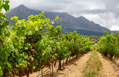 IWSC to hold its fourth Global Judging in South Africa