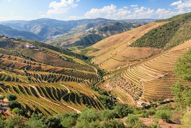 Top 15 Portuguese red wines