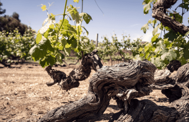 IWSC announces support of old vine regeneration in Turkey