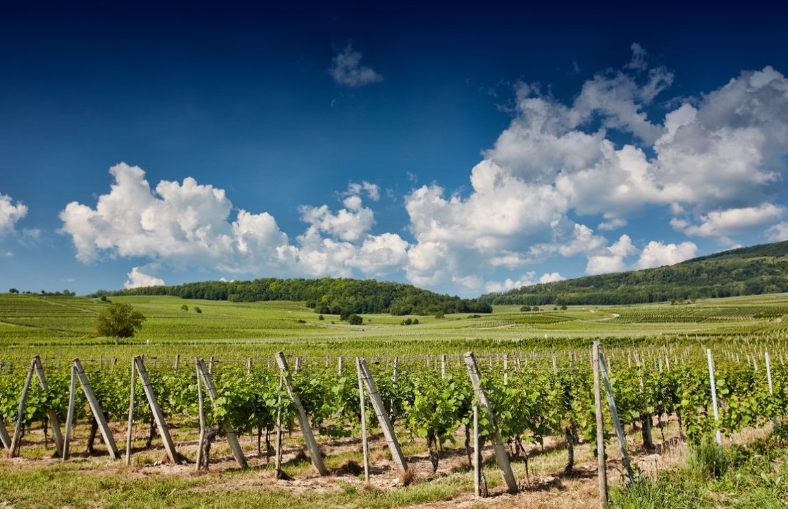 La Cave des Vignerons de Pfaffenheim vineyard